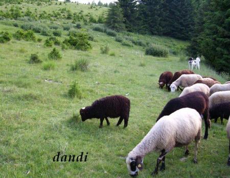 Прикачена снимка