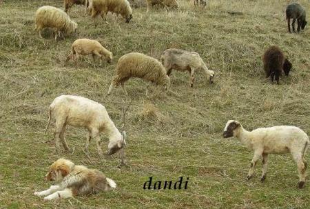 Прикачена снимка