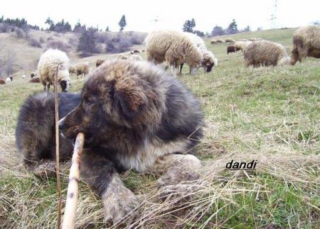Прикачена снимка
