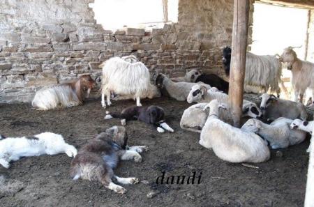 Прикачена снимка