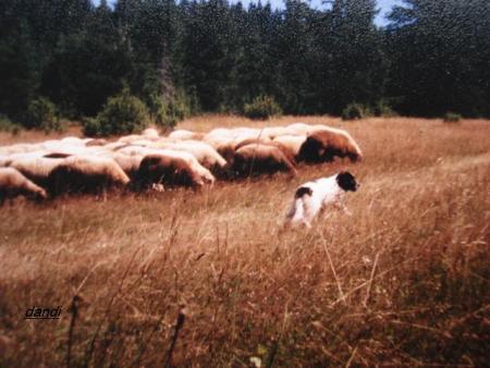 Прикачена снимка