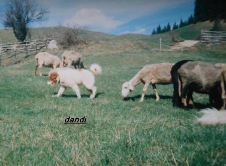 Прикачена снимка