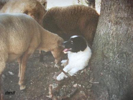 Прикачена снимка