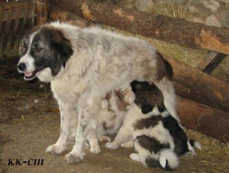 Прикачена снимка