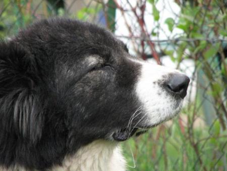 Прикачена снимка