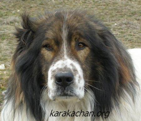 Прикачена снимка