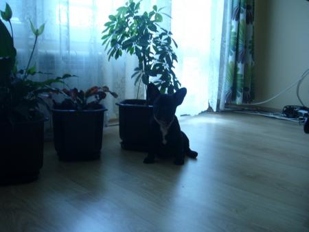 Прикачена снимка