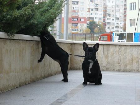 Прикачена снимка