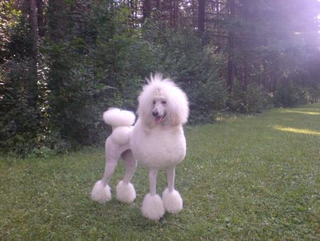 Прикачена снимка