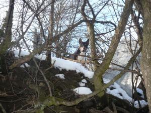 Прикачена снимка