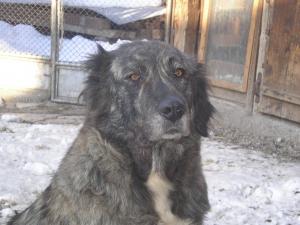 Прикачена снимка