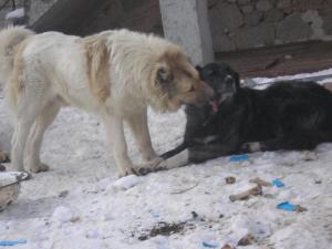 Прикачена снимка