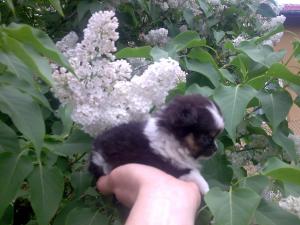 Прикачена снимка
