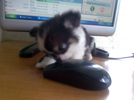 Прикачена снимка