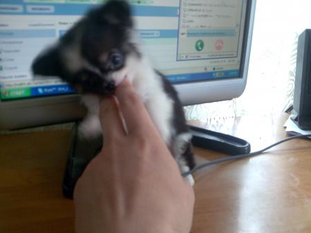 Прикачена снимка