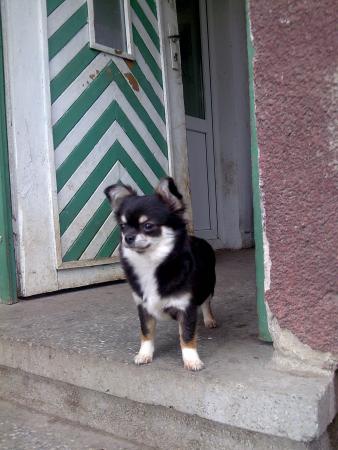 Прикачена снимка
