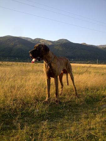 Прикачена снимка