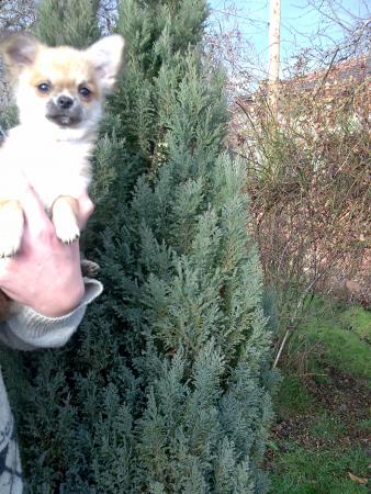 Прикачена снимка