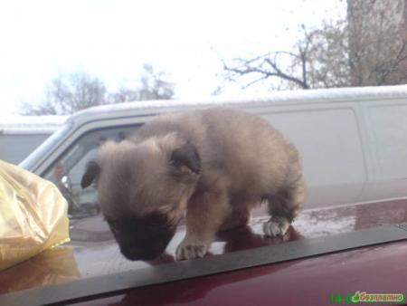 Прикачена снимка