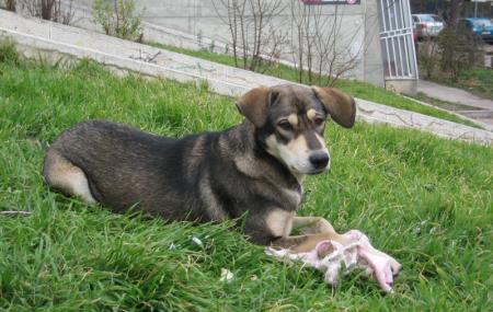 Прикачена снимка