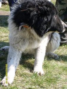 Прикачена снимка