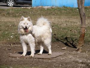 Прикачена снимка