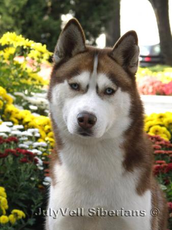 Прикачена снимка