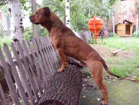 Прикачена снимка