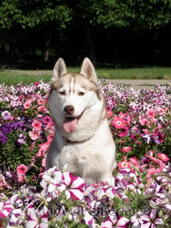 Прикачена снимка