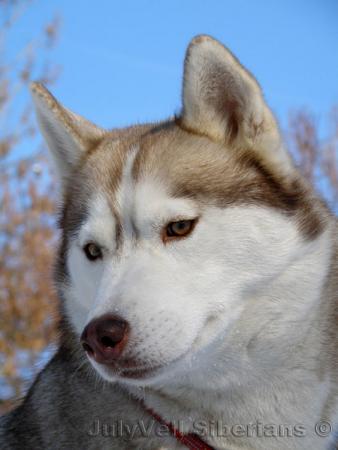 Прикачена снимка