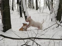 Прикачена снимка