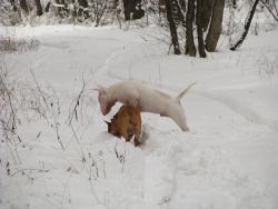 Прикачена снимка