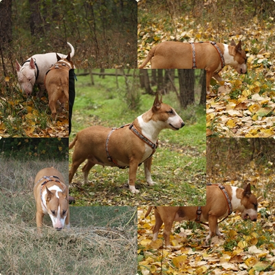 Прикачена снимка