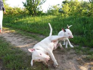 Прикачена снимка