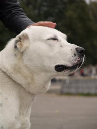 Прикачена снимка