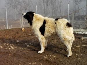 Прикачена снимка