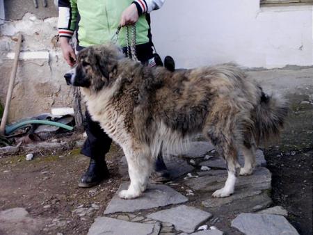 Прикачена снимка