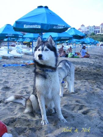Прикачена снимка