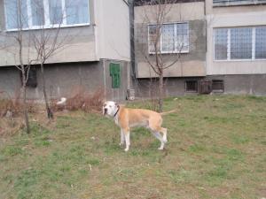 Прикачена снимка