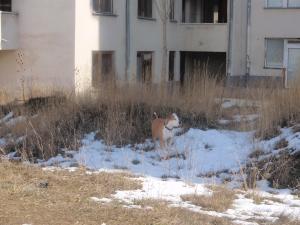 Прикачена снимка
