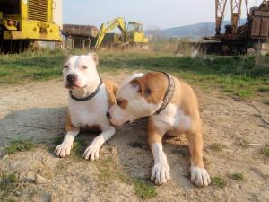 Прикачена снимка