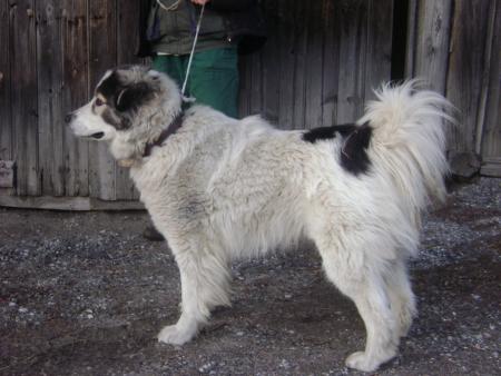 Прикачена снимка