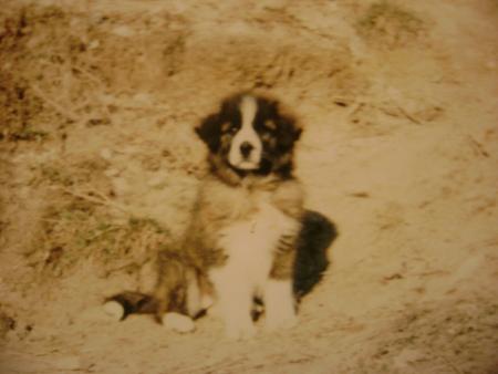 Прикачена снимка