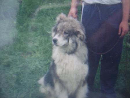 Прикачена снимка