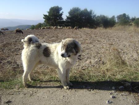 Прикачена снимка