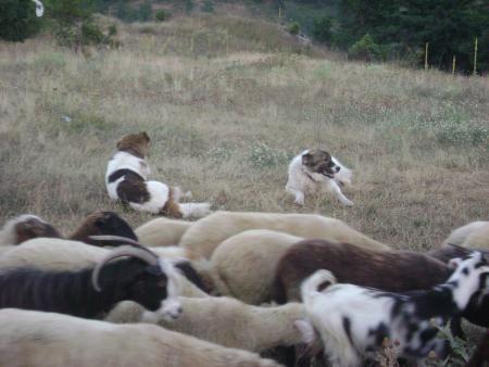 Прикачена снимка