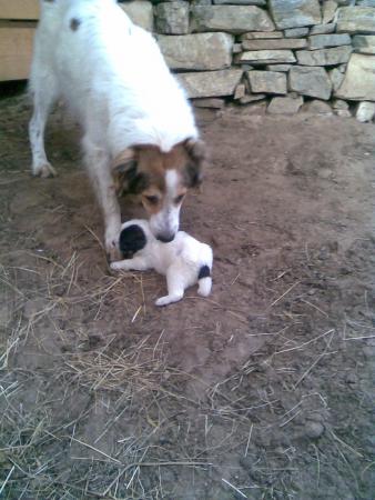 Прикачена снимка