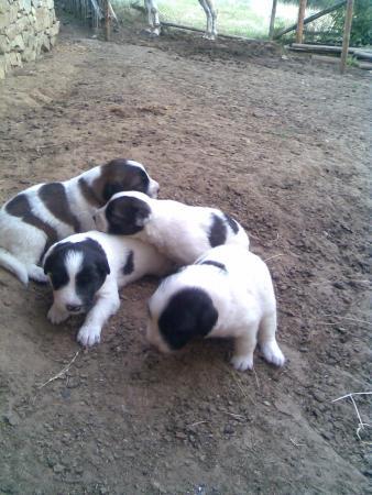 Прикачена снимка