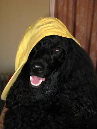 Прикачена снимка