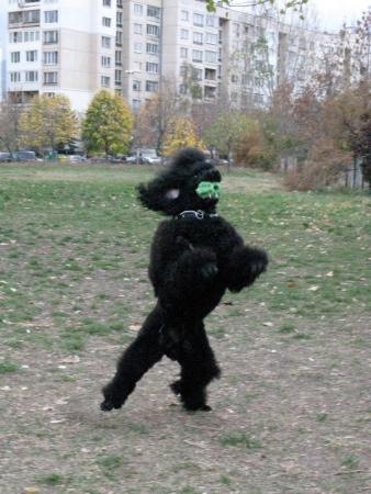Прикачена снимка